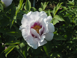 Seed Grown Tree Peony #2024-386