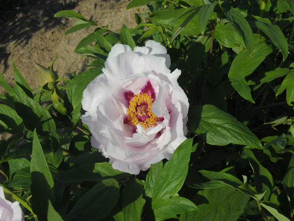 Seed Grown Tree Peony #2024-390