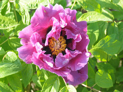 Seed Grown Tree Peony #2024-395