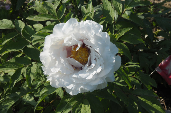 Seed Grown Tree Peony #2024-404