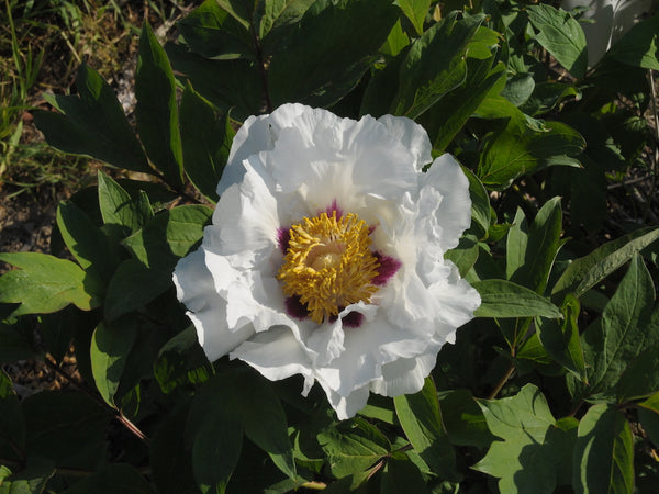 Seed Grown Tree Peony #2024-412