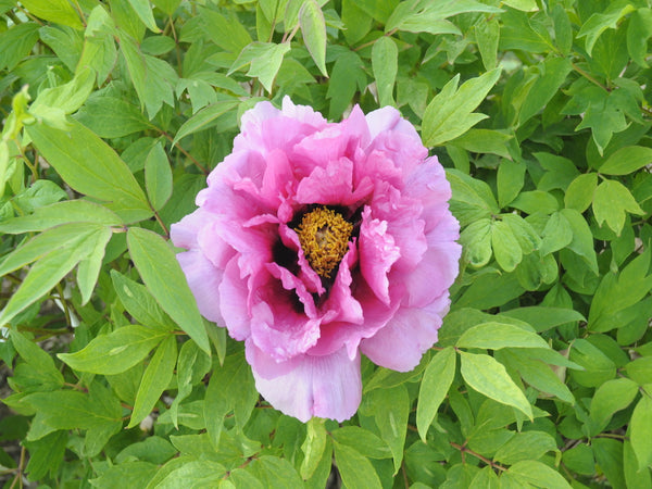 Seed Grown Tree Peony #2024-414