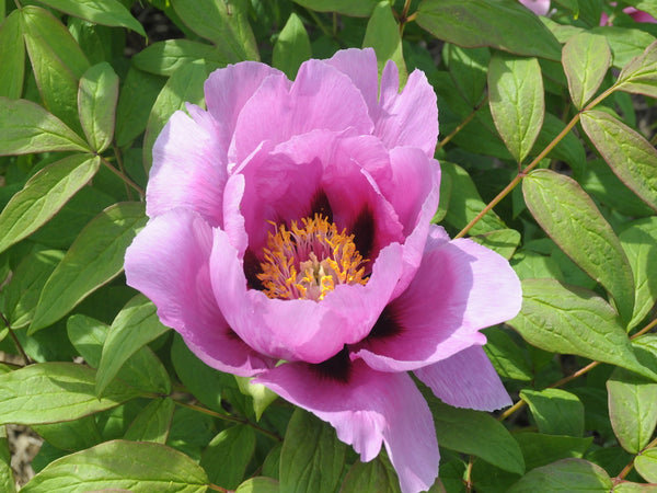 Seed Grown Tree Peony #2024-417