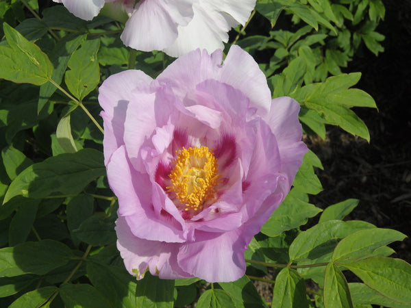 Seed Grown Tree Peony #2024-420