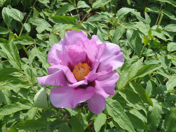 Seed Grown Tree Peony #2024-421