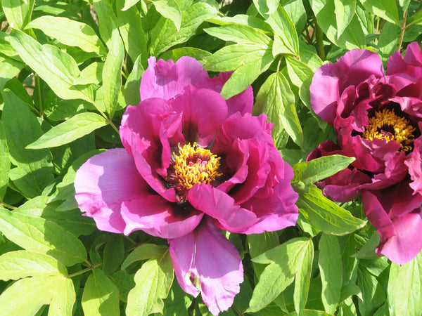 Seed Grown Tree Peony #2024-422