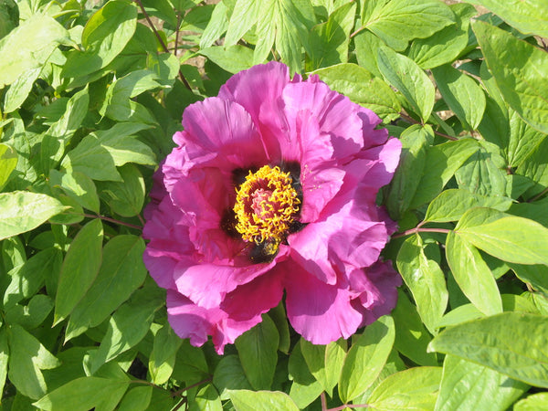 Seed Grown Tree Peony #2024-425