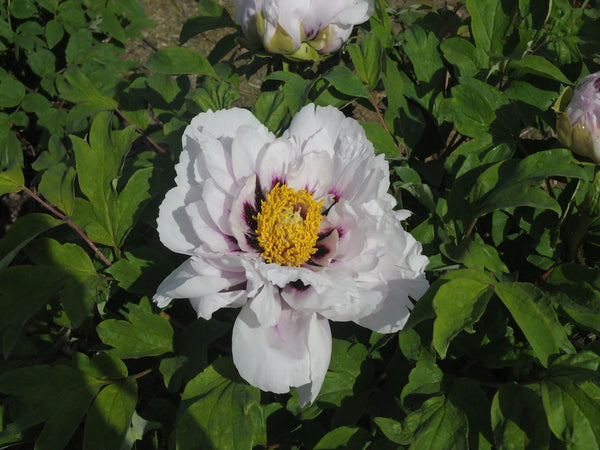 Seed Grown Tree Peony #2024-426