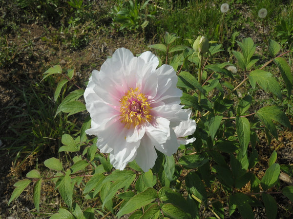 Seed Grown Tree Peony #2024-436