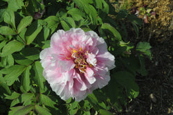 Seed Grown Tree Peony #2024-437