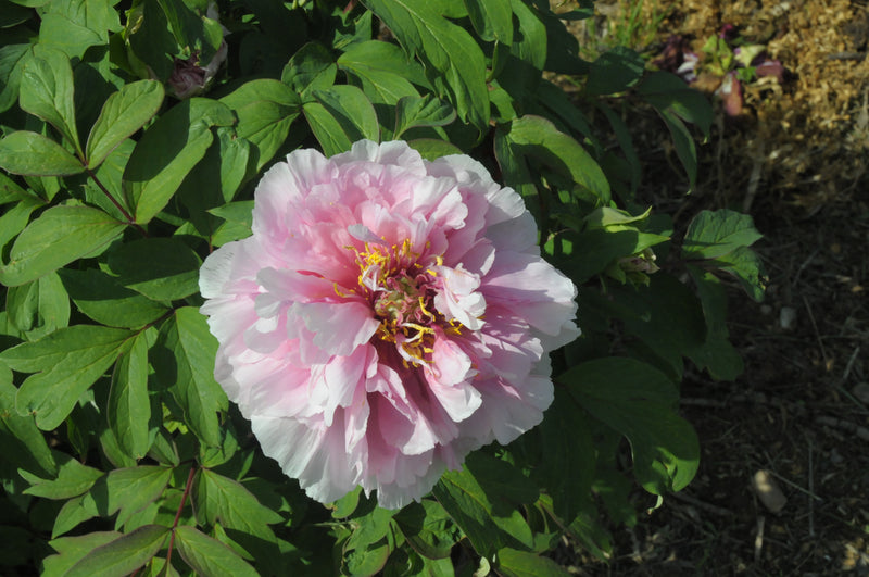 Seed Grown Tree Peony #2024-437