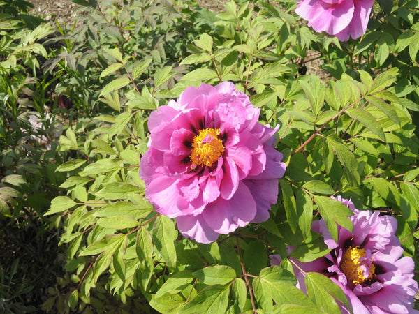 Seed Grown Tree Peony #2024-444