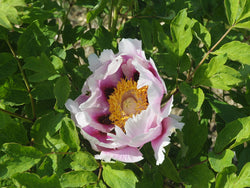 Seed Grown Tree Peony #2024-448