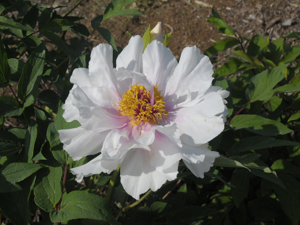 Seed Grown Tree Peony #2024-449