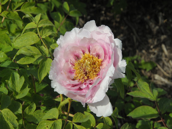 Seed Grown Tree Peony #2024-452