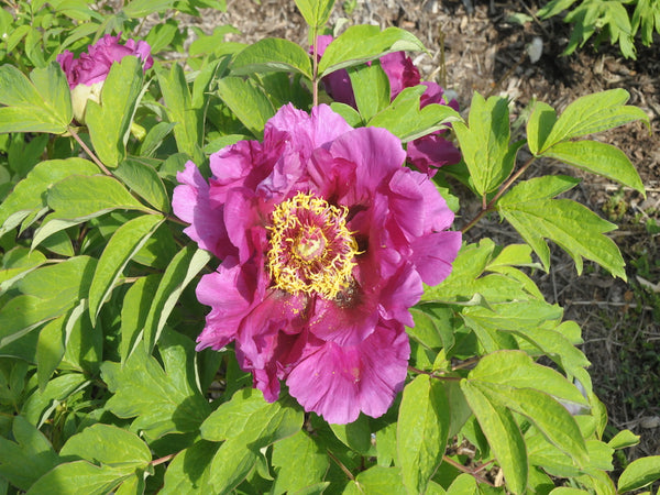 Seed Grown Tree Peony #2024-455