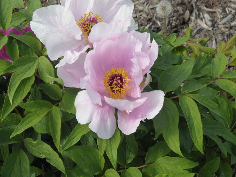 Seed Grown Tree Peony #2024-460