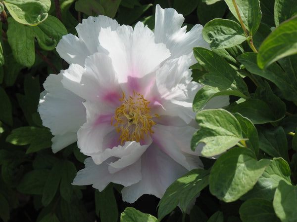 Seed Grown Tree Peony #2024-464