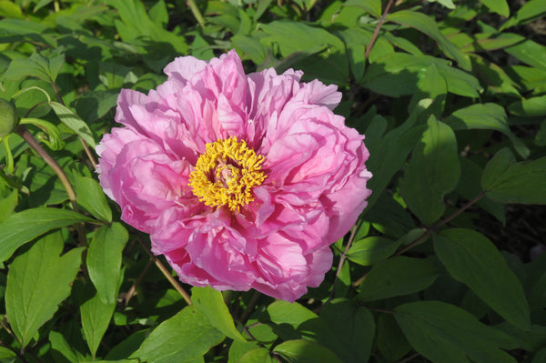 Seed Grown Tree Peony #2024-468