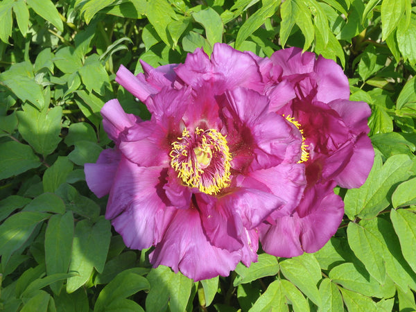 Seed Grown Tree Peony #2024-474