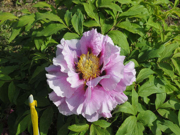 Seed Grown Tree Peony #2024-475