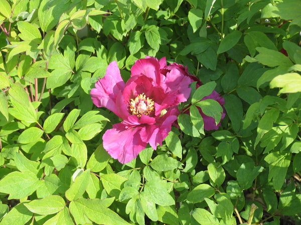 Seed Grown Tree Peony #2024-480