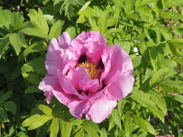 Seed Grown Tree Peony #2024-481