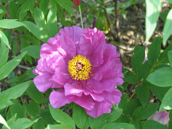 Seed Grown Tree Peony #2024-487