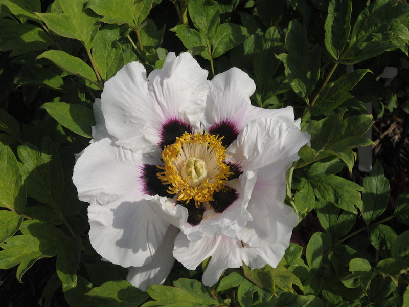 Seed Grown Tree Peony #2024-488