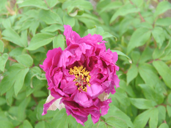 Seed Grown Tree Peony #2024-491