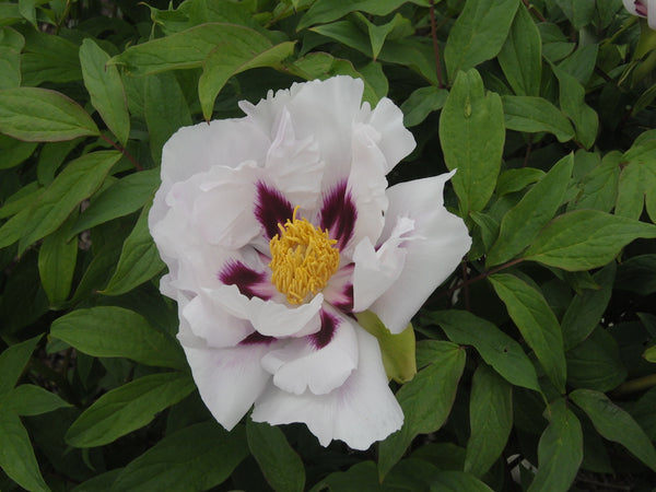 Seed Grown Tree Peony #2024-496