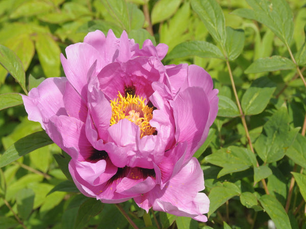 Seed Grown Tree Peony #2024-506