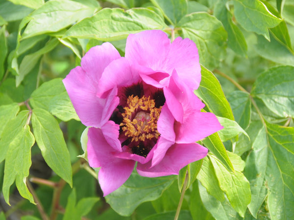 Seed Grown Tree Peony #2024-513