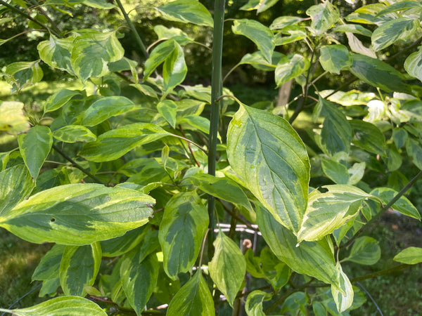 Cornus controversa, 'Janine' variegated giant dogwood