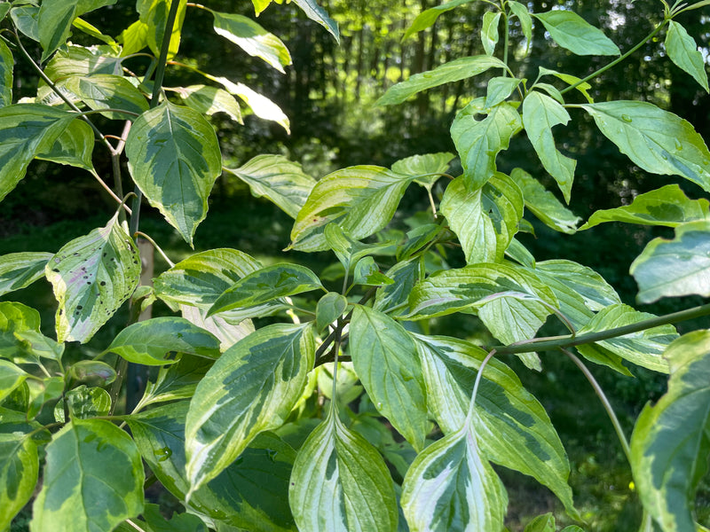 Cornus controversa, 'Janine' variegated giant dogwood