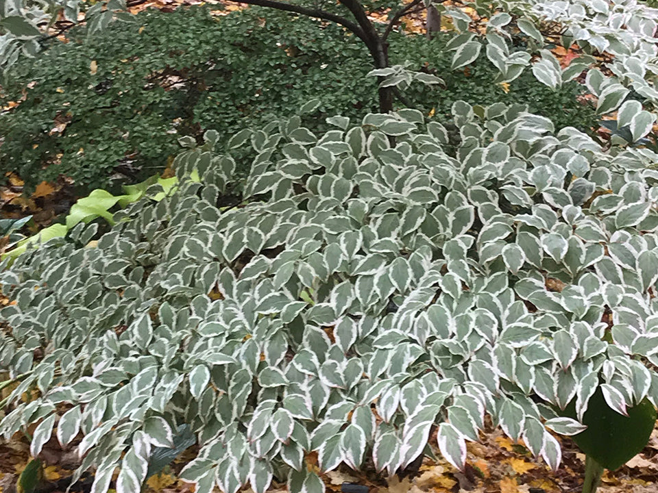 Cornus kousa, 'Wolf Eyes' variegated kousa dogwood PICK UP – Cricket ...