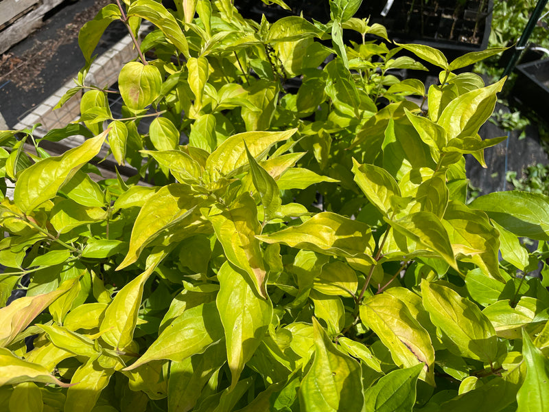 Cornus mas, aurea strain seedling