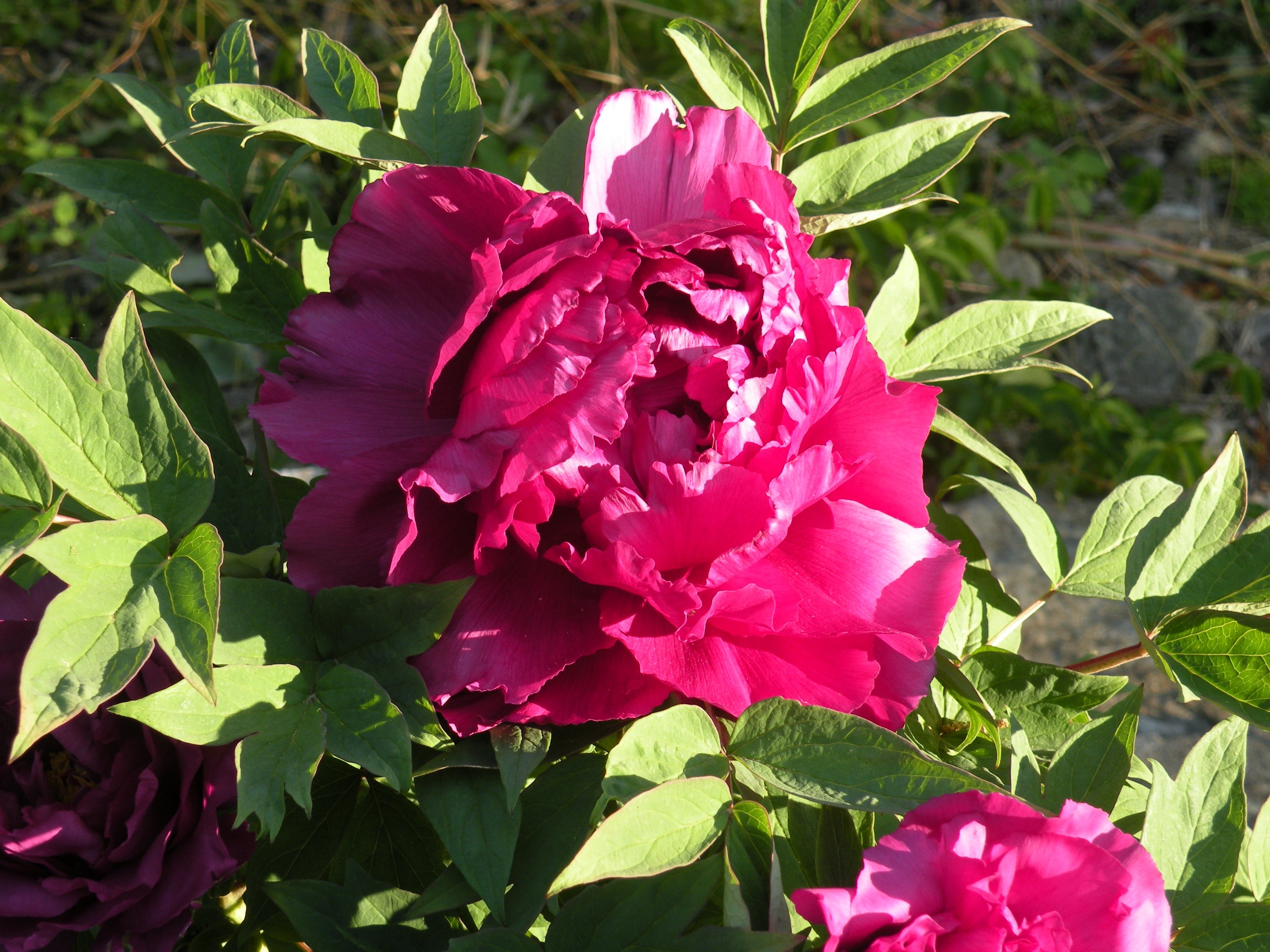 Island Minister Shimadaijin 島大臣 | Japanese Tree Peony – Cricket Hill Garden