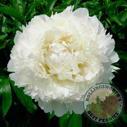 Paeonia lactifora 'Dr. F G Brethour' herbaceous peony PICK UP