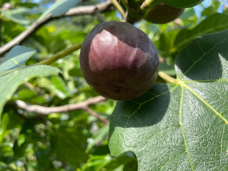 Ficus carica, Windsor Terrace Purple Fig