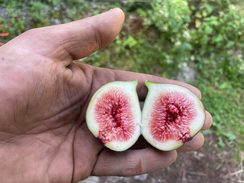 Ficus carica, Windsor Terrace Purple Fig