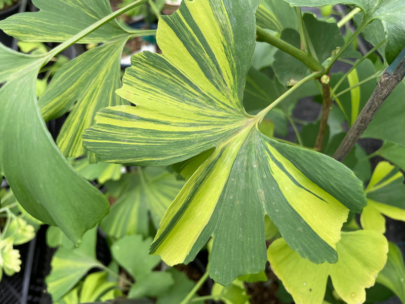 Ginkgo biloba, 'Summer Rainbow'