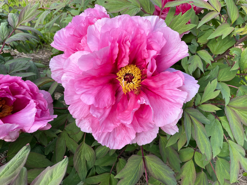 Paeonia suffruticosa, 'Palace of Fragrant Flowers' Japanese Tree Peony