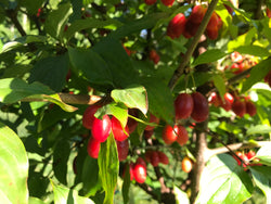 Cornus mas, 'Redstone ' cornelian cherry scion