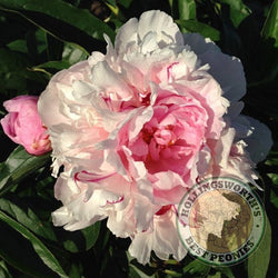 Paeonia lactifora 'James Mann' herbaceous peony PICK UP