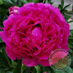 Paeonia lactifora 'Kansas' herbaceous peony PICK UP