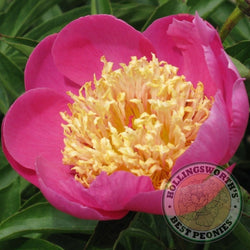 Paeonia lactifora 'Mary Elizabeth' herbaceous peony PICK UP