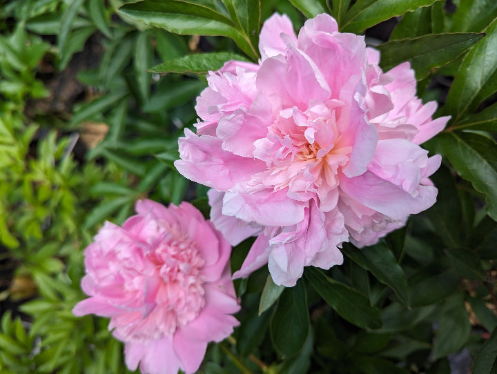 Paeonia lactifora 'Mons. Jules Elie' herbaceous peony PICK UP