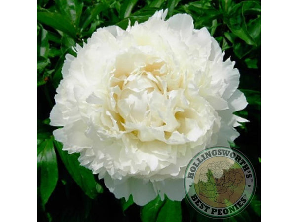 Paeonia lactifora 'Dr. F G Brethour' herbaceous peony PICK UP