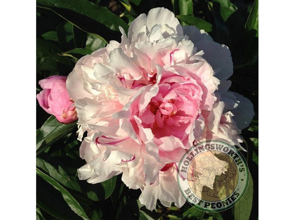 Paeonia lactifora 'James Mann' herbaceous peony PICK UP